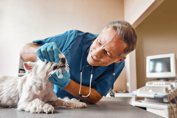 Best Emergency Dental Surgery in Constantine, MI